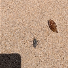 Disterna annulata (A flat-faced longhorn beetle) at Pretty Beach, NSW - 27 Nov 2024 by jeremyahagan