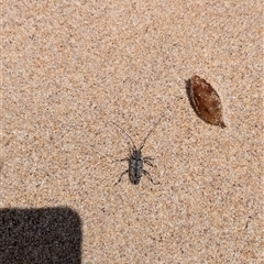 Cerambycidae (family) at Pretty Beach, NSW - 27 Nov 2024 by jeremyahagan