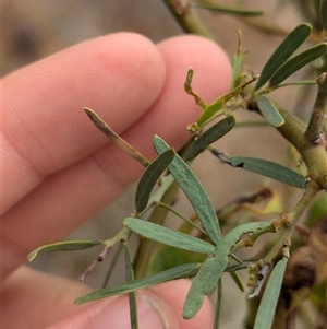 Acacia victoriae (Elegant Wattle, Bramble Wattle, Prickly Wattle) at Broken Hill, NSW by Darcy