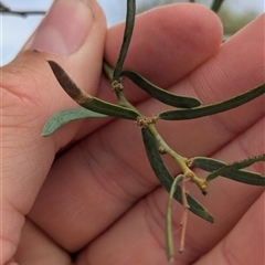 Acacia victoriae at Broken Hill, NSW - 24 Nov 2024