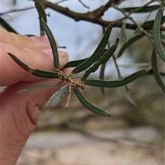 Acacia victoriae at Broken Hill, NSW - 24 Nov 2024