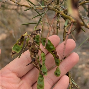 Acacia victoriae at Broken Hill, NSW - 24 Nov 2024