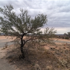 Acacia victoriae at Broken Hill, NSW - 24 Nov 2024