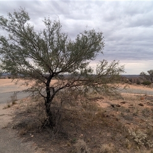 Acacia victoriae at Broken Hill, NSW - 24 Nov 2024 12:19 PM