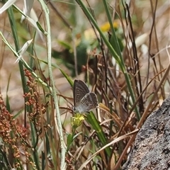 Lampides boeticus (Long-tailed Pea-blue) at Cook, ACT - 19 Nov 2024 by RAllen