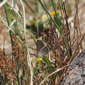 Lampides boeticus (Long-tailed Pea-blue) at Cook, ACT by RAllen