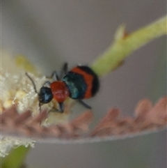 Dicranolaius bellulus (Red and Blue Pollen Beetle) at Hall, ACT - 27 Nov 2024 by Anna123