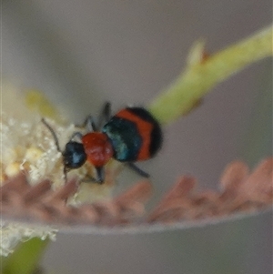 Dicranolaius bellulus (Red and Blue Pollen Beetle) at Hall, ACT by Anna123