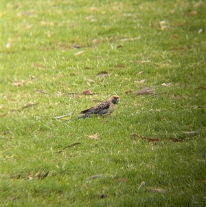 Platycercus elegans flaveolus at wakool, NSW - 25 Nov 2024