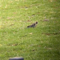 Platycercus elegans flaveolus at wakool, NSW - 25 Nov 2024