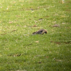 Platycercus elegans flaveolus at wakool, NSW - 25 Nov 2024