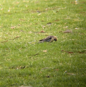 Platycercus elegans flaveolus at wakool, NSW - 25 Nov 2024