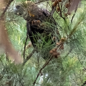 Calyptorhynchus lathami lathami at Tallong, NSW - suppressed