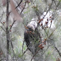 Calyptorhynchus lathami lathami at Tallong, NSW - 26 Mar 2022