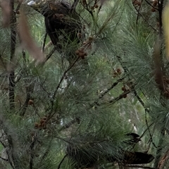 Calyptorhynchus lathami lathami at Tallong, NSW - 26 Mar 2022