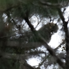 Calyptorhynchus lathami lathami at Tallong, NSW - 26 Mar 2022