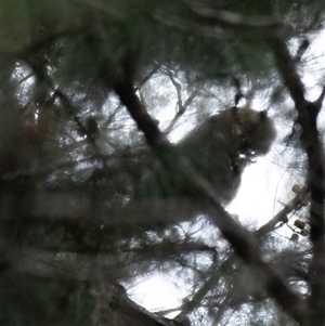 Calyptorhynchus lathami lathami at Tallong, NSW - suppressed