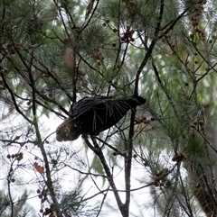 Calyptorhynchus lathami lathami at Tallong, NSW - suppressed