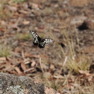 Papilio anactus at Hawker, ACT - 19 Nov 2024 04:16 PM