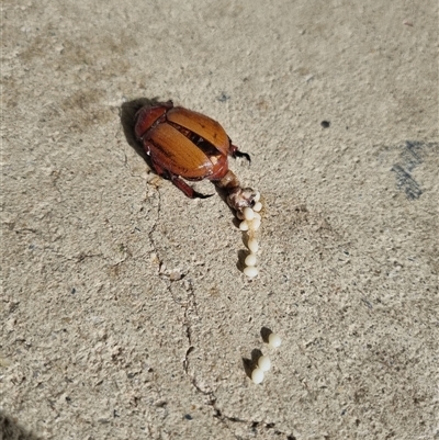 Anoplognathus montanus (Montane Christmas beetle) at Belconnen, ACT - 27 Nov 2024 by Butterflygirl