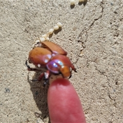 Anoplognathus montanus at Belconnen, ACT - 27 Nov 2024 08:55 AM