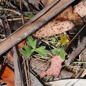 Ranunculus scapiger at Brindabella, ACT - 20 Nov 2024 11:07 AM