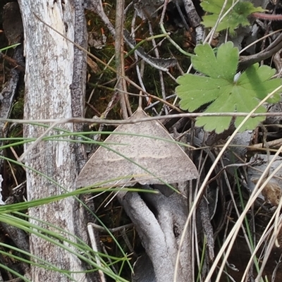 Epidesmia hypenaria (Long-nosed Epidesmia) at Uriarra Village, ACT - 20 Nov 2024 by RAllen