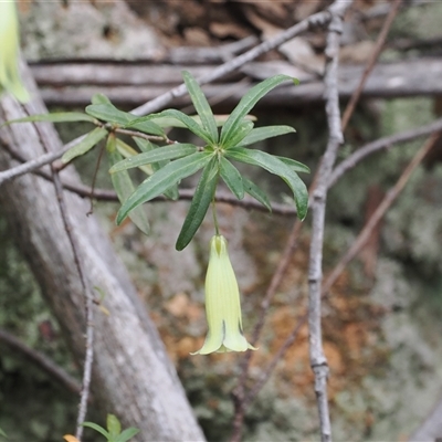 Billardiera macrantha (Mountain Appleberry) at Uriarra Village, ACT - 20 Nov 2024 by RAllen