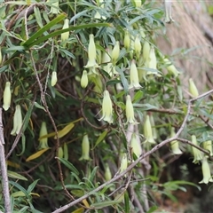 Billardiera macrantha at Uriarra Village, ACT - 20 Nov 2024 12:01 PM