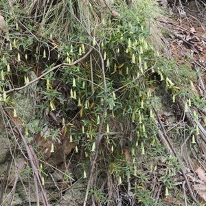 Billardiera macrantha at Uriarra Village, ACT - 20 Nov 2024