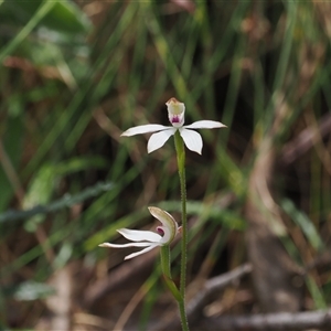 Caladenia moschata at Cotter River, ACT - suppressed