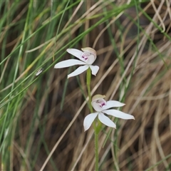 Caladenia moschata at Cotter River, ACT - 20 Nov 2024