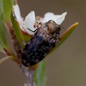 Diphucrania sp. (genus) at Denman Prospect, ACT - 25 Nov 2024