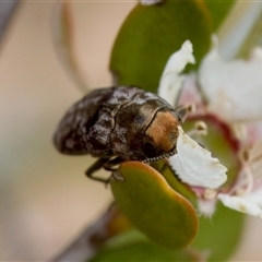 Diphucrania sp. (genus) at Denman Prospect, ACT - 25 Nov 2024