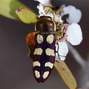 Castiarina decemmaculata at Denman Prospect, ACT - 25 Nov 2024