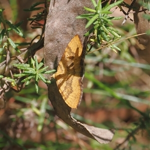 Chrysolarentia correlata at Cotter River, ACT - 20 Nov 2024