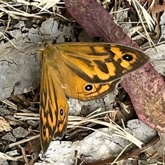 Heteronympha merope (Common Brown Butterfly) at Aranda, ACT - 25 Nov 2024 by KMcCue