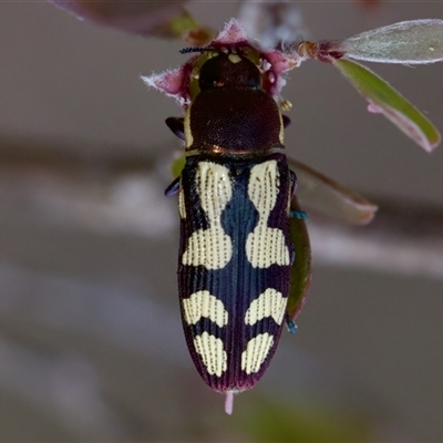 Castiarina decemmaculata (Ten-spot Jewel Beetle) at Denman Prospect, ACT - 25 Nov 2024 by KorinneM