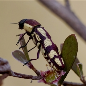 Castiarina decemmaculata at Denman Prospect, ACT - 25 Nov 2024