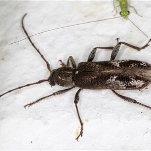 Phacodes personatus at Melba, ACT - 26 Nov 2024