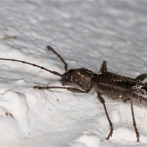 Phacodes personatus at Melba, ACT - 26 Nov 2024