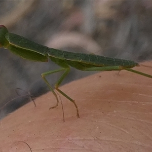 Orthodera ministralis at Borough, NSW - suppressed