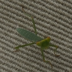 Orthodera ministralis at Borough, NSW - suppressed