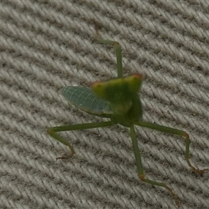 Orthodera ministralis at Borough, NSW - suppressed