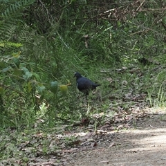 Leucosarcia melanoleuca (Wonga Pigeon) at Uriarra Village, ACT - 20 Nov 2024 by RAllen