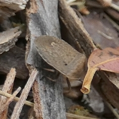 Unidentified Other true bug at Borough, NSW - 26 Nov 2024 by Paul4K