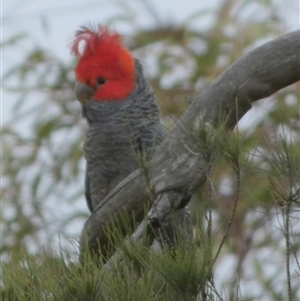 Callocephalon fimbriatum at Borough, NSW - 26 Nov 2024