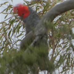 Callocephalon fimbriatum at Borough, NSW - 26 Nov 2024