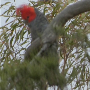 Callocephalon fimbriatum at Borough, NSW - suppressed