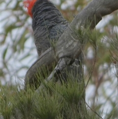 Callocephalon fimbriatum at Borough, NSW - suppressed